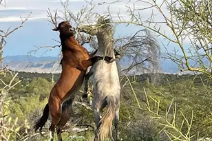 3242 N Ricardo Cir, Mesa, AZ 85215 - Photo 62
