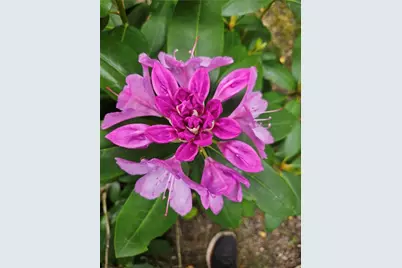 7 Taylor Road, Johnston, RI 02919 - Photo 46