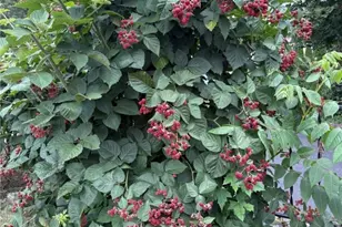 285 School St, Lincoln, RI 02865 - Photo 44