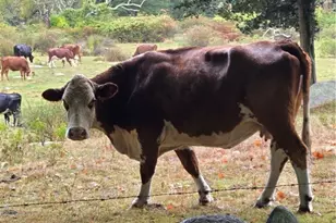 380 Camp Fuller Rd, South Kingstown, RI 02879 - Photo 50