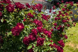 25 Trieste St, Pawtucket, RI 02860 - Photo 26