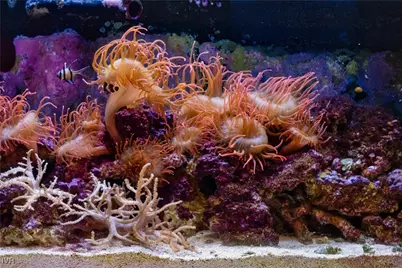 572 Rockrose Court, Incline Village, NV 89451 - Photo 10