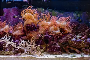 572 Rockrose Ct, Incline Village, NV 89451 - Photo 10