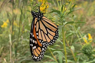 126 W 625 N, Valparaiso, IN 46385 - Photo 68