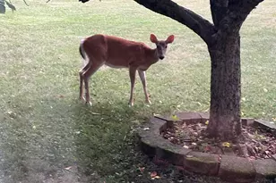 643 N 50 W, Valparaiso, IN 46385 - Photo 12