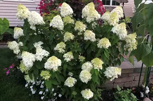 4934 Oriole Ave, Schererville, IN 46375 - Photo 10