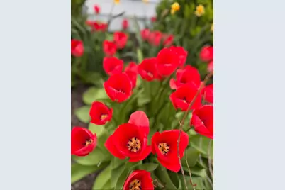 1825 Oriole Drive, Munster, IN 46321 - Photo 28