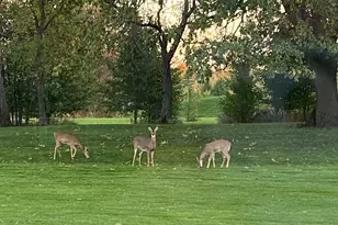 4901 Oriole Ave, Schererville, IN 46375 - Photo 14