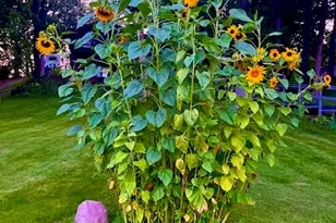 202 Oakridge Ct, Valparaiso, IN 46385 - Photo 44