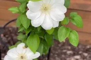 201 Will St, Kouts, IN 46347 - Photo 36