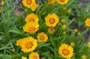 201 Will St, Kouts, IN 46347 - Photo 34