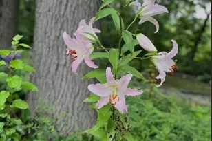 203 Oakridge Ct, Valparaiso, IN 46385 - Photo 40