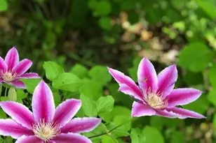 203 Oakridge Ct, Valparaiso, IN 46385 - Photo 44