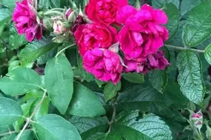 203 Oakridge Ct, Valparaiso, IN 46385 - Photo 42