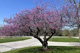 7315 Taney Pl, Merrillville, IN 46410 - Photo 22