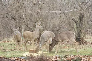 11606 Westvalley Dr, Crown Point, IN 46307 - Photo 34