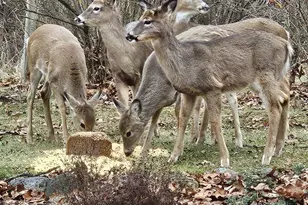 11606 Westvalley Dr, Crown Point, IN 46307 - Photo 36