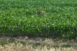 5035 S Elm St, Knox, IN 46534 - Photo 36