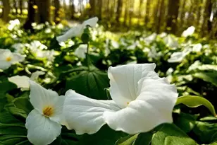 6361 E State Rd 2, Rolling Prairie, IN 46371 - Photo 34