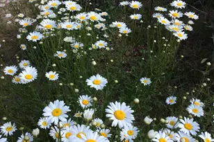 11709 Belshaw Rd, Lowell, IN 46356 - Photo 64