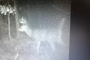 8155 S US 421, San Pierre, IN 46374 - Photo 40