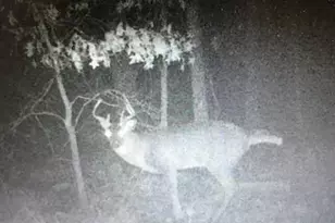 8155 S US 421, San Pierre, IN 46374 - Photo 38