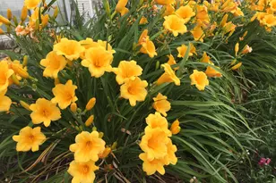 12632 Patnoe Dr, Saint John, IN 46373 - Photo 32