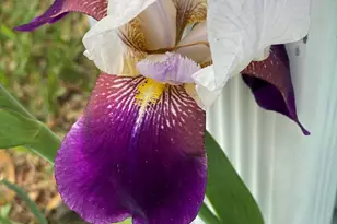 12632 Patnoe Dr, Saint John, IN 46373 - Photo 28