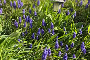 12632 Patnoe Dr, Saint John, IN 46373 - Photo 30