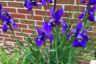 273 Bridlewood Ln, Valparaiso, IN 46385 - Photo 86