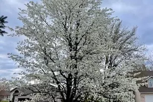 7412 Forest Ridge Dr, Schererville, IN 46375 - Photo 56