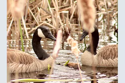 503 Main Street, Reed Plt, ME 04497 - Photo 12