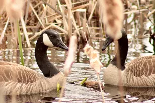 503 Main St, Reed Plt, ME 04497 - Photo 12