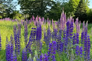 503 Main St, Reed Plt, ME 04497 - Photo 10