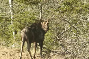 503 Main St, Reed Plt, ME 04497 - Photo 14