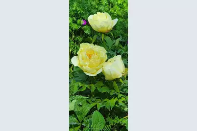 34 Highview Ave., Hancock, ME 04640 - Photo 30