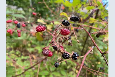 37 Alpine Drive, Porter, ME 04068 - Photo 24