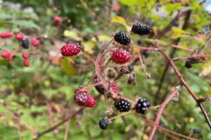 37 Alpine Dr, Porter, ME 04068 - Photo 24