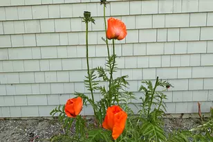 8 Sterling St, Ellsworth, ME 04605 - Photo 68