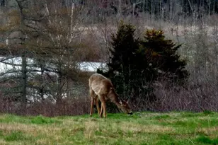 163 Middle Rd, North Haven, ME 04853 - Photo 32