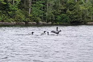 78 Sunset Rd, Dedham, ME 04429 - Photo 58