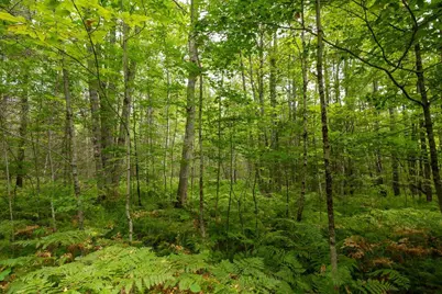Part Of Map 7 Lot 48-A Nelson Ridge Road S, Washington, ME 04574 - Photo 4