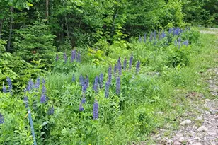 017-001 Blackberry Ln Ln, Rumford, ME 04276 - Photo 38