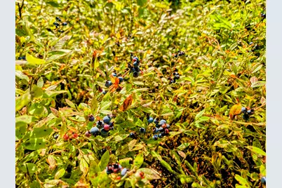 138 Bray Hill Road, Phillips, ME 04966 - Photo 80