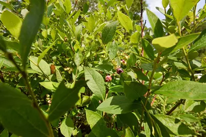 10 Witham Island, Ebeemee Twp, ME 04414 - Photo 46