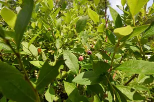 10 Witham Island, Ebeemee Twp, ME 04414 - Photo 46