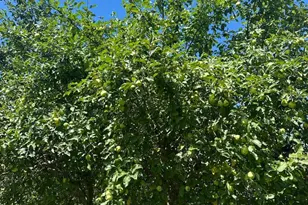 967 Meadow Road Rd, Casco, ME 04015 - Photo 4