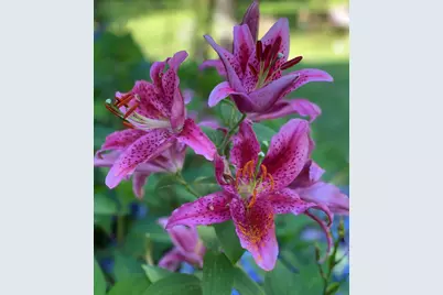 415 Monroe Road, Hampden, ME 04444 - Photo 66