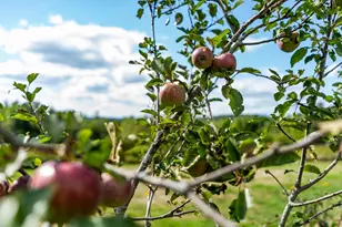 427 Mt Pisgah Rd, Winthrop, ME 04364 - Photo 30