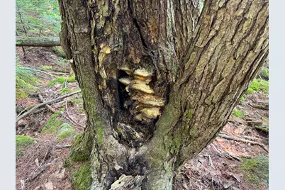 P/O M29L23 Bluff Road, Enfield, ME 04493 - Photo 22